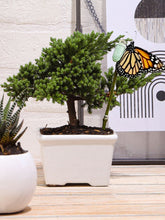 bonsai-de-pino-planta-de-la-eternidad-regalos-de-condolencias-regalos-de-pesame-regalos-de-cumpleanos-crisalida-de-mariposa-capullo-habibi-plantitas_7bc1bf26-39a2-46ef-8740-495f1f53632c.jpg
